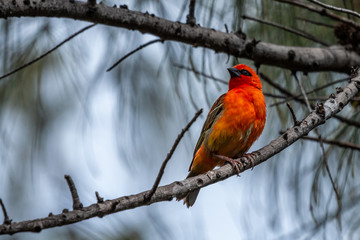 Oiseau - Masaï Mara Kenya