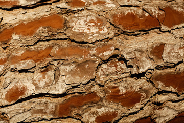 Close-up Background of pine trees' bark at sunset in the forest. Wooden background concept. 