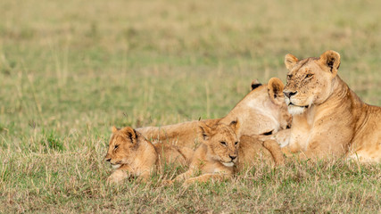 Fototapeta na wymiar Lion - Masaï Mara Kenya