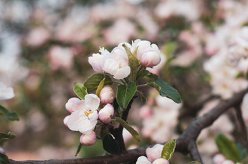Obraz premium Large colorful white-pink flowers of a spring blossoming apple tree. Sprig with blooming delicate lemons buds.