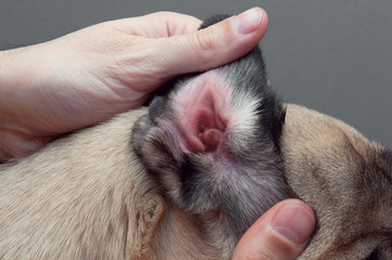 Dog pug with red ear. Infected mite infection or allergy.