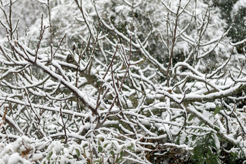 Tree brunches covered by snow.