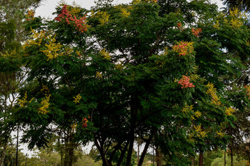 Fototapeta na wymiar Árvore com flor amarela e rosa