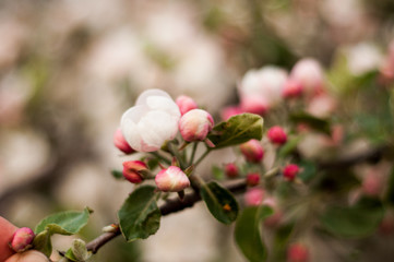 Obraz na płótnie Canvas Blooming white-pink flowers apple tree. Close-up.
