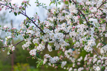 Fototapeta premium Large colorful white-pink flowers of a spring blossoming apple tree. Sprig with blooming delicate lemons buds.