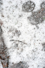 snow covered earth texture. first snow. vertical texture of earth and snow