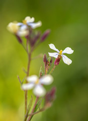 flowers in garden
