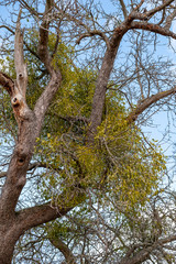 Fototapeta na wymiar Vicum album Weißbeerige Mistel in einem alten Apfelbaum