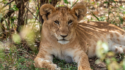 Lions - Masaï Mara Kenya