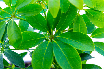 Schefflera leaves on white background