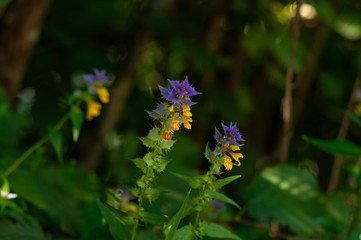 Flowers with blue-yellow petals among green grass.