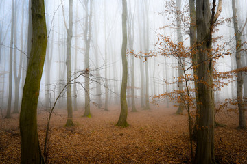 Morning fog in the forest 