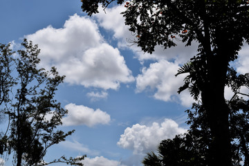 C&eacute;u azul com nuvens e silhueta de &aacute;rvore