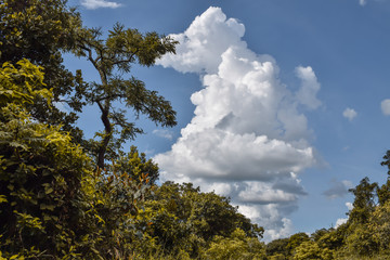 Copas de árvore do Cerrado