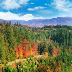 Colorful forests on the mountain slopes.