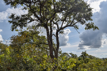 Obraz premium Árvore em paisagem do Cerrado