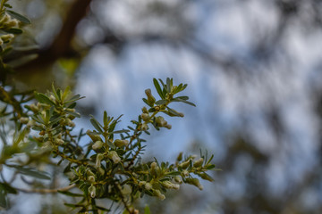 Copa de árvore do Cerrado