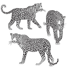 Vector leopard ilustration, wild animal separate elements