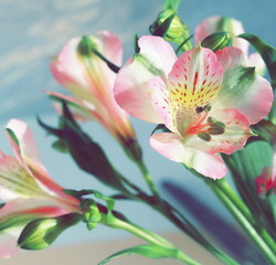 Obraz na płótnie Canvas Flowers background. Alstroemeria flowers close up
