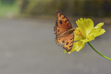 Multicolor butterfly sitting on a yellow flower