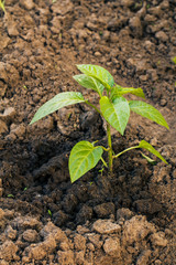 Seedling of a bell pepper growing in the garden.