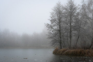 Trees by the lake in the fog 
