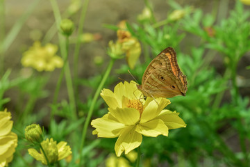 Obraz na płótnie Canvas Multicolor butterfly sitting on a yellow flower