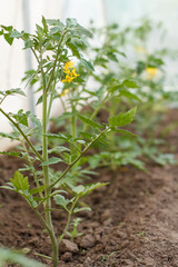 Young tomato bushes growing in the greenhouse.