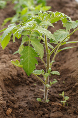 Young tomato plant on a garden bed in the morning.