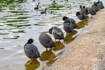 Row of Eurasian coot resting around in the St James's Park