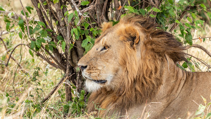 Lions - Masaï Mara Kenya