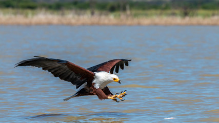 Oiseau - Masaï Mara Kenya