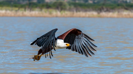 Oiseau - Masaï Mara Kenya