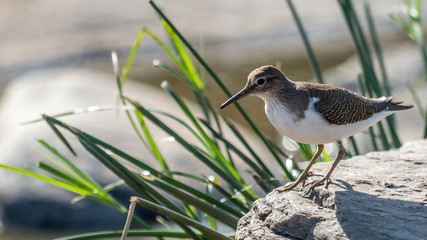 Oiseau - Masaï Mara Kenya
