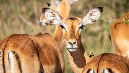 Kenya - Masaï Mara