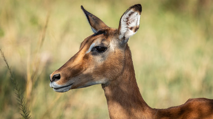 Fototapeta premium Kenya - Masaï Mara