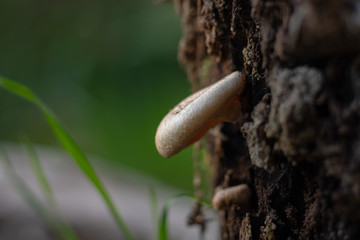 mushroom on a tree