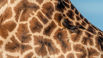 Girafe - Masaï Mara Kenya