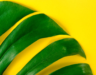 Fototapeta na wymiar .green leaf on yellow background.