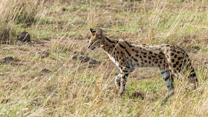 Serval - Masaï Mara Kenya