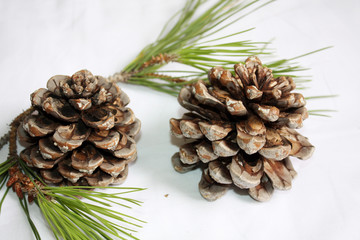 Branch of  Italian pine with cone and green fir.