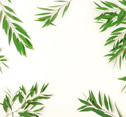 green eucalyptus leaves, branches frame  isolated on a white background. flat lay, top view. 