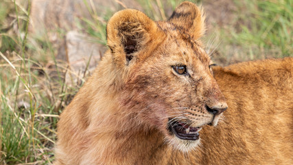 Obraz na płótnie Canvas Lion - Masaï Mara Kenya