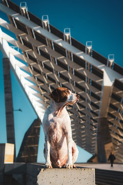 From below of sad Terrier with collar sitting on chair in stadium looking away