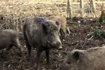 A wild boar enjoys the time with the Fergen