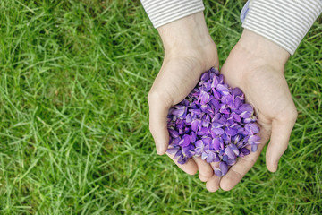 man holding purple lupin flower petal in hands