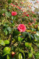 Camellia japonica in a winter garden