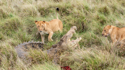 Lion et crocodile - Masaï Mara Kenya