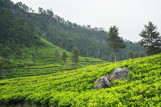 Scenic view of wonderful of green tea fields in Haputale in Sri Lanka