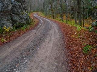 Obraz premium forest